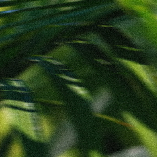 Textured blurred image of Tongkat Ali leaf